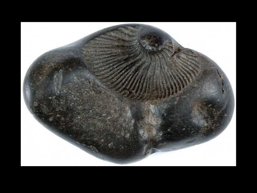 BHAGWAN SHRI SHALIGRAM JI KATHA श्री शालिग्राम जी की कहानी