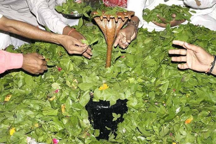 बाघ और बिल्वपत्र पत्तियां 